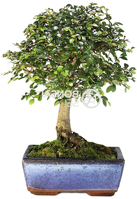 Bonsai - Olmo chino, 5
