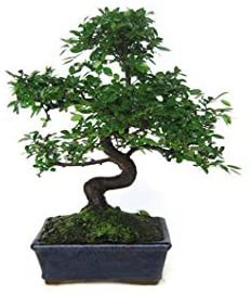 Zelkova parvifolia 8 años OLMO