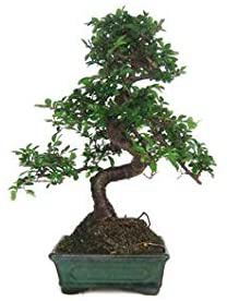 Zelkova parvifolia 6 años OLMO