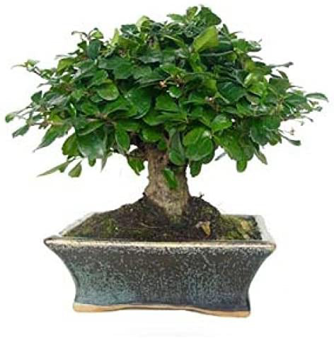 Carmona microphylla 5 años