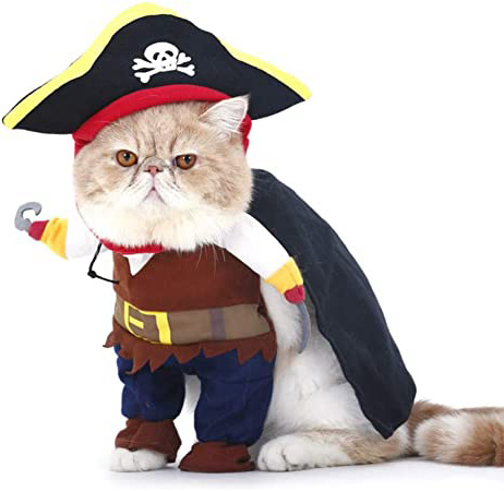 PTN Gato y Perro Caribe