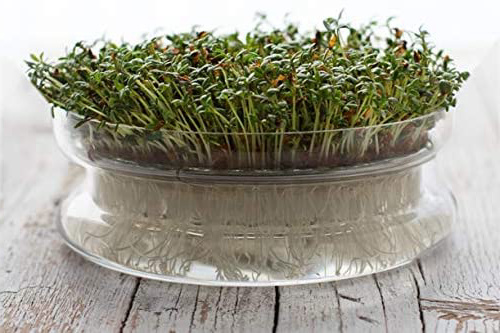 Germinador de semillas para brotes
