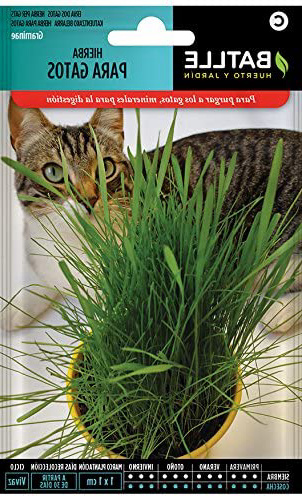 Semillas Aromáticas - Hierba para gatos - Batlle
