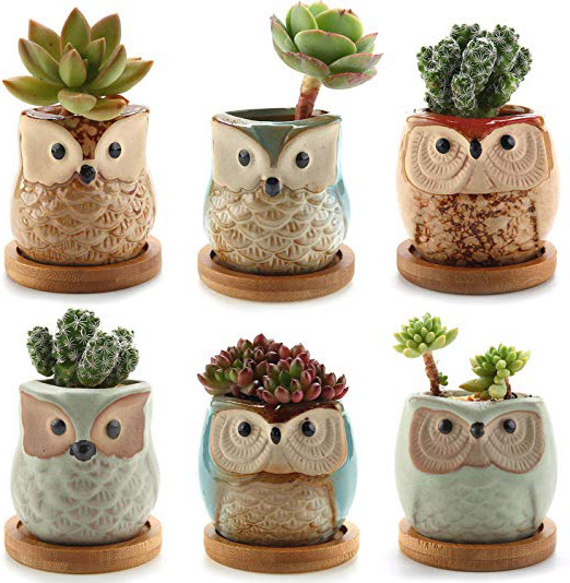 ComSaf Planta Maceta de Suculento 6CM Paquete de 6, Cactus Maceteros de Ventana Cajas Decoración para Mesa de Comedor Sala de Estar Oficina y Jardín Idea Regalo para Cumpleaños y Boda Navidad