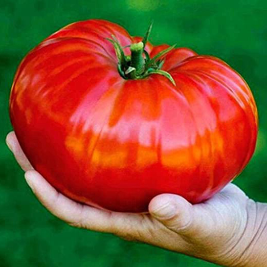 FastDirect Semillas de Tomates Gigantes Rojos 10 PCS Semillas de Verduras Raras Ecologicas para Jardin, Huerto, Patio