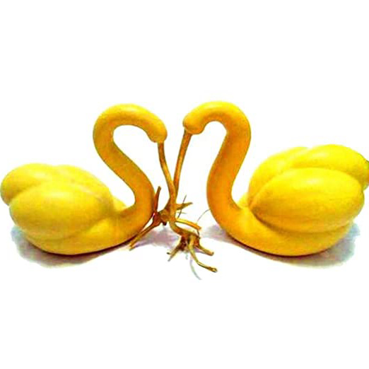 OIYINM77 10 unids/bolsa de cuello de cisne semillas de calabaza Lagenaria Siceraria Home Garden Vegetales Verduras