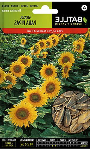 Semillas Hortícolas - Girasol para