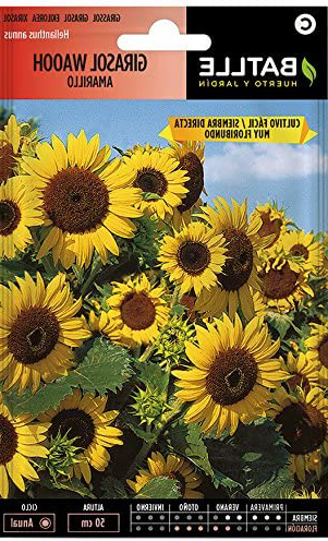 Semillas de Flores - Girasol