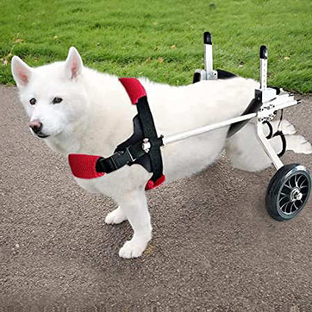 Silla De Ruedas Para Perros