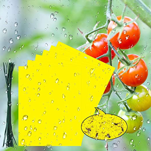 BUZIFU 30pcs Trampas para Insectos Trampas Pegajosas de Doble Cara con Bridas de 20 cm,Papeles Pegajosos Amarillos Trampas de Moscas, Ideal para Proteger de Huertos y Plantas Ornamentales(19,5X 15 cm)